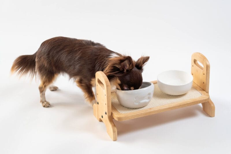木製のお皿置きのごはんを食べる犬