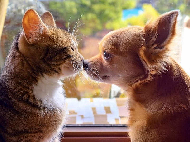 犬と猫が顔を突き合わせる
