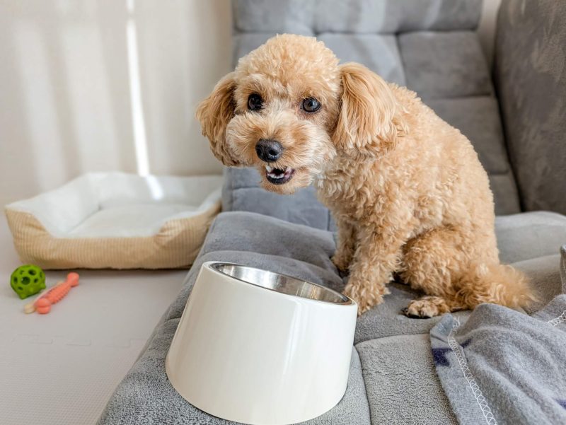 トイプードルの食事イメージ画像