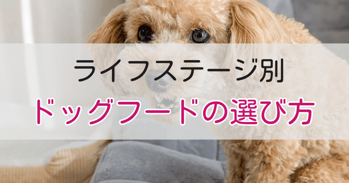 ライフステージ別ドッグフードの選び方のアイキャッチ画像