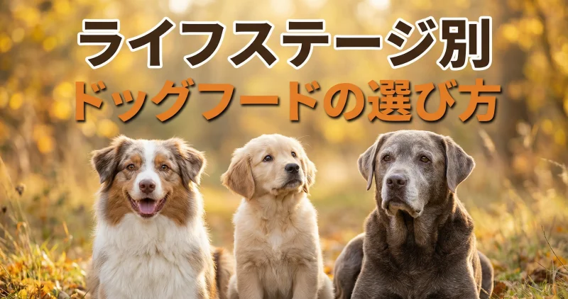ライフステージ別ドッグフードの選び方