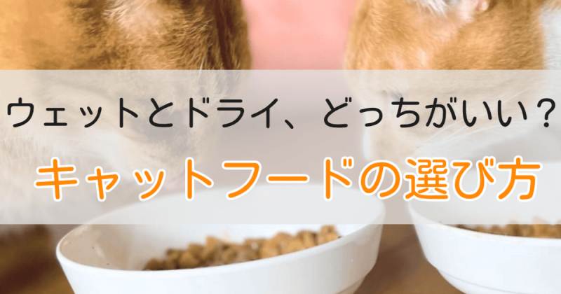 キャットフードの選び方アイキャッチ