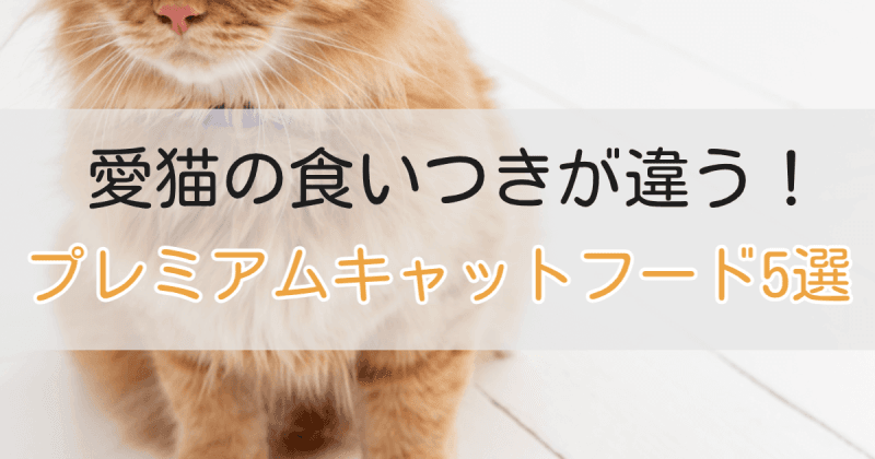 プレミアムキャットフード5選