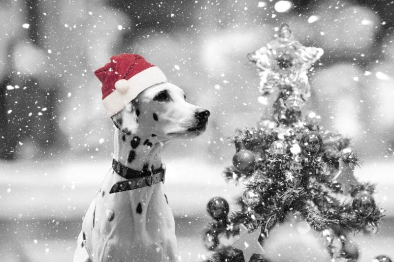 ダルメシアンイメージ画像