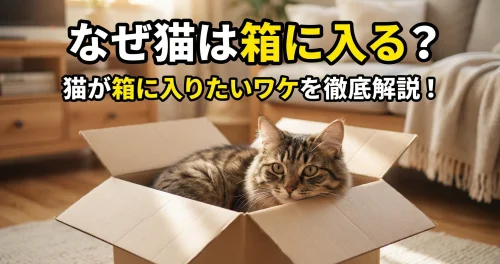 猫が箱に入りたいワケを徹底解説!