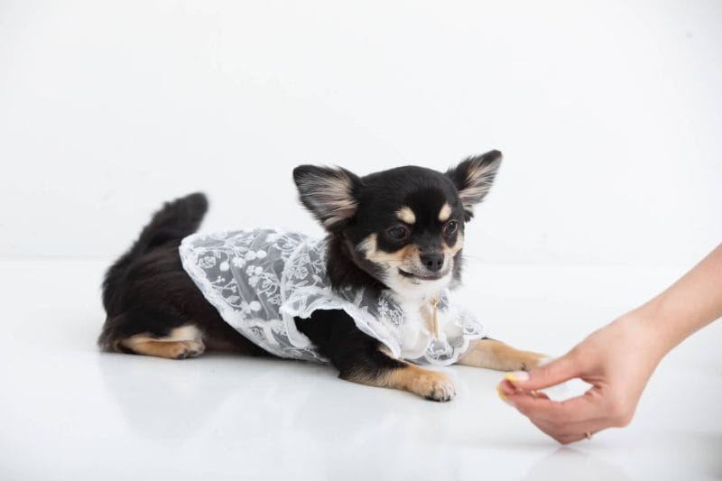 犬のしつけイメージ画像02