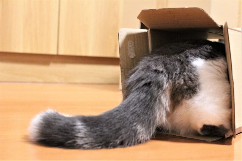 箱に入る猫イメージ画像06