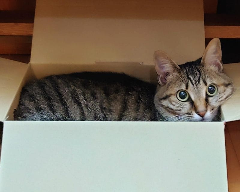箱に入る猫イメージ画像01