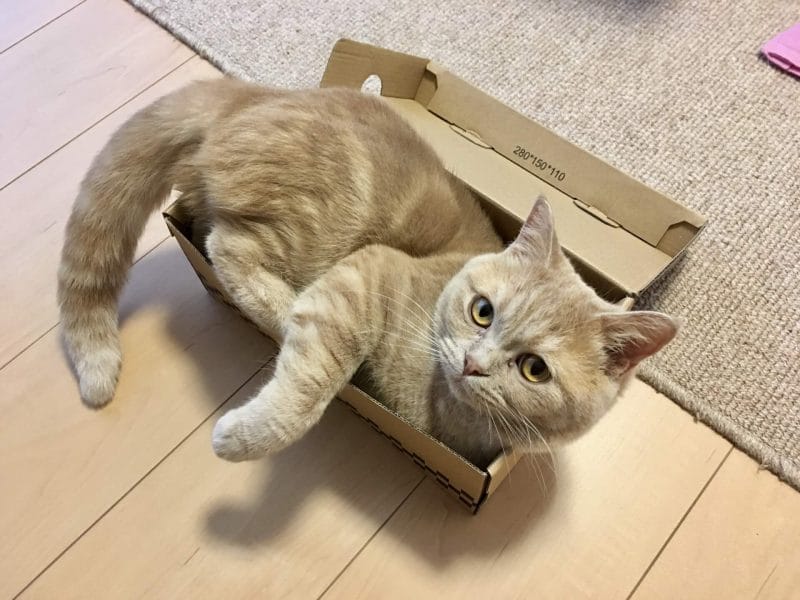 箱に入る猫イメージ画像02