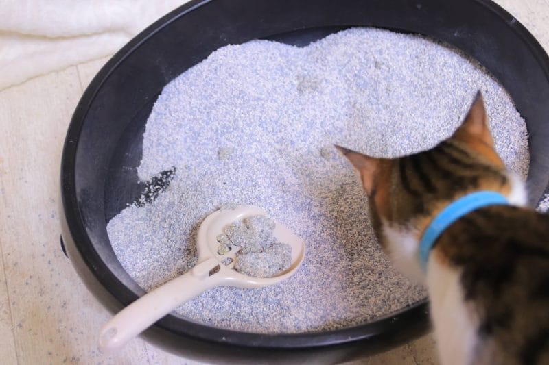 猫トイレイメージ画像