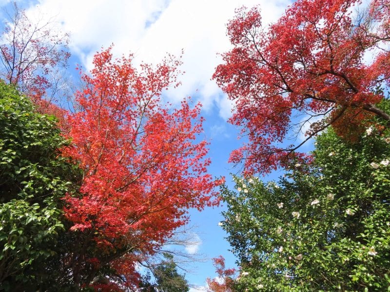 紅葉のイメージ画像