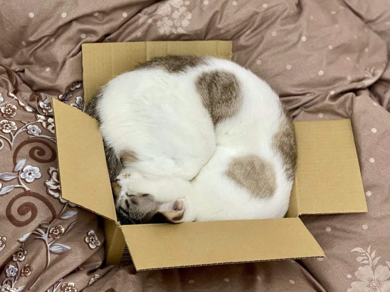 箱に入る猫イメージ画像03