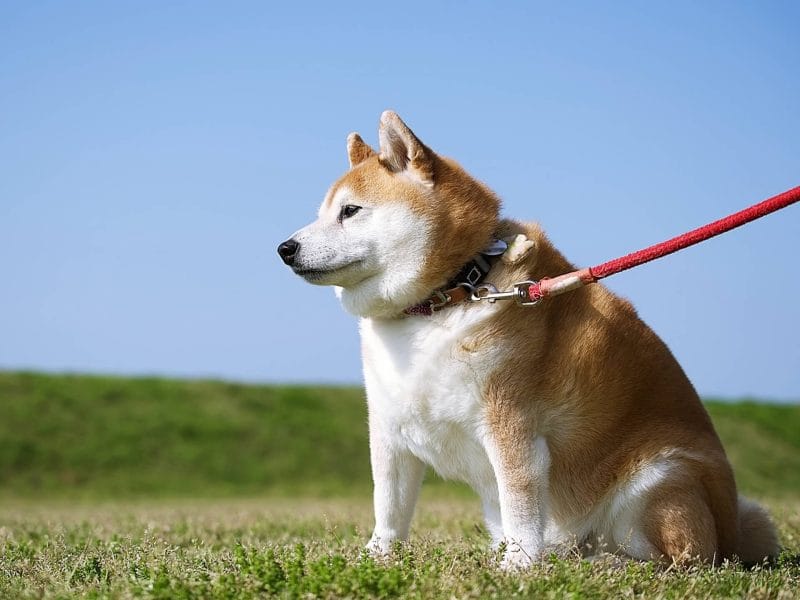 柴犬のイメージ画像