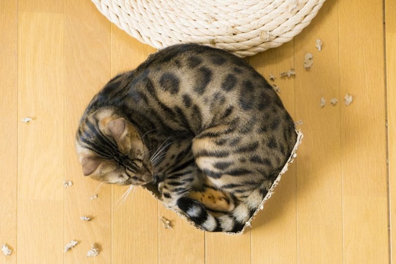 箱に入る猫イメージ画像05