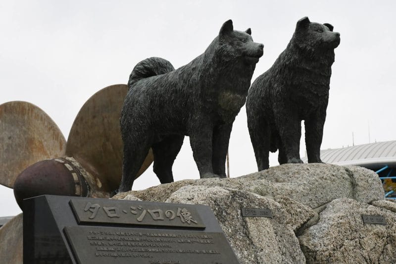 南極物語タロジロの像イメージ画像