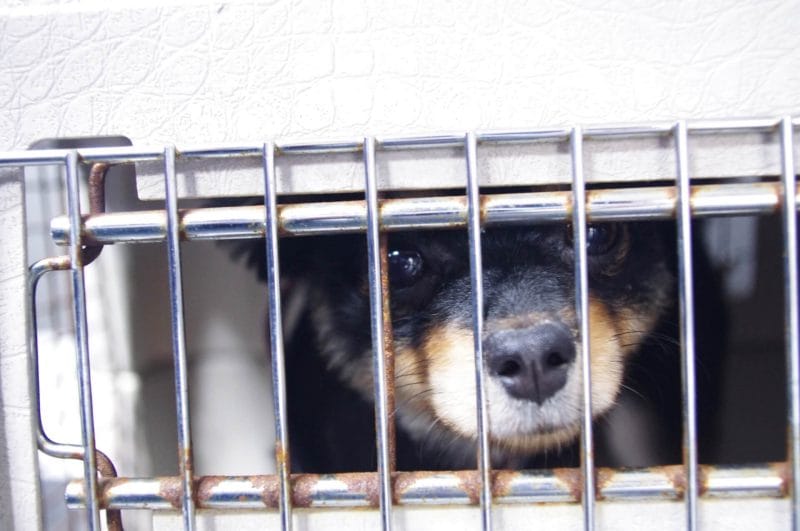 保護犬イメージ画像