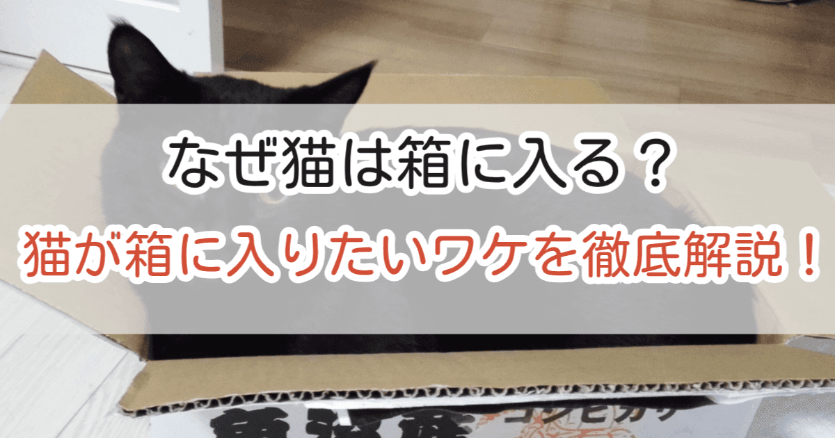 なぜ猫は箱に入る？