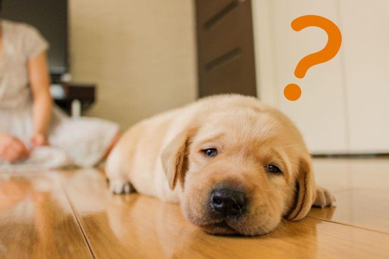 ラブラドールレトリバーイメージ画像